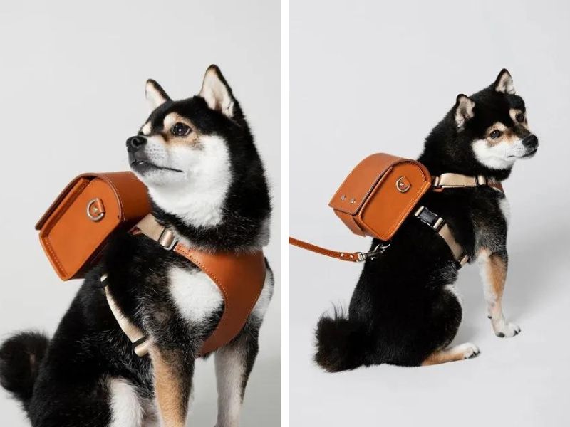 Pet Randoseru balo (1)